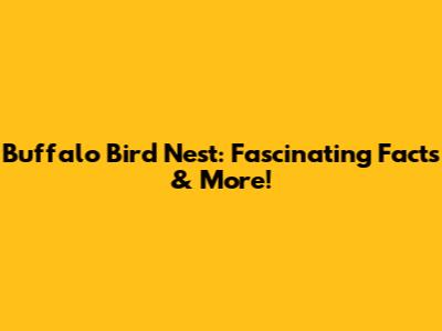 Buffalo Bird Nest: Fascinating Facts & More!