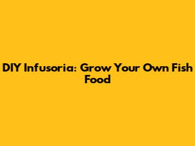 DIY Infusoria: Grow Your Own Fish Food