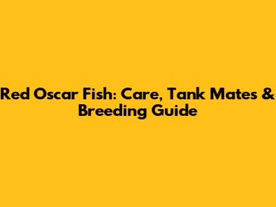 Red Oscar Fish: Care, Tank Mates & Breeding Guide